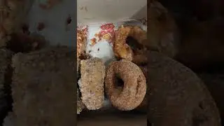Gibson's World Famous Bacon 🥓 🍩 donuts