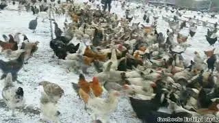 Igazi házi kendermagos tyúkok - chicken. Tradicionally kept hens in Transylvania.