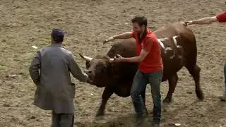 Cows - Race of Herens