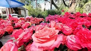 Before The Parade Goers Line Up 🌹& Checking Out South Pasadena Float 🥀