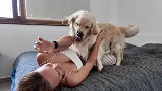 Playful Dog Attacks His Mom - Funny Golden Retriever Moments