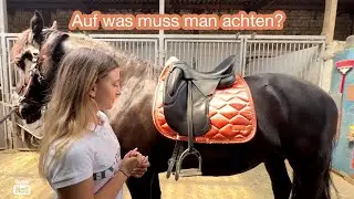 Ein Pferd richtig satteln 🐴💕