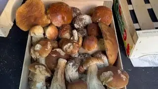 MANTAR TOPLAMA 🍄🍄 AYI MANTARI AVI BASLADI ✅✅