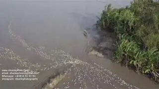 Drone Operator in Vietnam  - Duck herding in the Mekong Delta