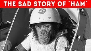 What Happened to the First Monkey in Space?