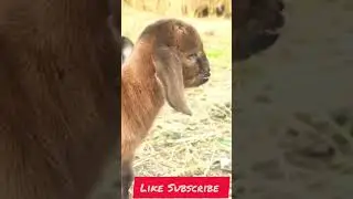 the cute little goat #goat #ship #animals #shortvideo #youtubeshorts #ytshorts