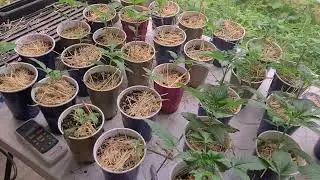 How to install blu mat gravity fed watering system to multiple 4x8 grass roots living soil beds.