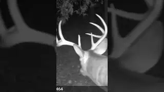 Should you PEE in a deer scrape? #deer #nature #hunting #archery #rut