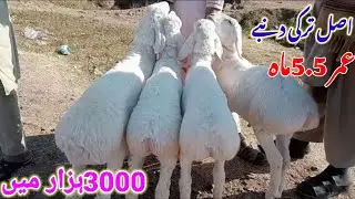 0 size pure Turkey White Dumba Sheep Kids | Beautiful Turkey dumba Farming At Yaseen Goat Farm
