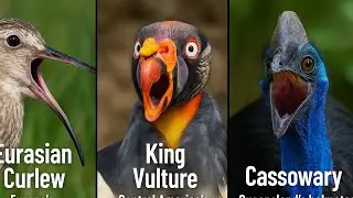 Strangest Bird Sounds for Deep Sleep & Focus | 18 Rare Species with Real Nature Calls
