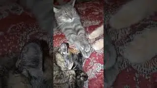 MY LOVE CAT FAMILY 💞🐯#cat #catfamily #catvideos #интересное #любимыйпитомец #интересныеистории