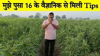 पुसा16(अरहर,तूर,pegon pea) , scientist (पुसा,दिल्ली)dr.R.S.RAJE साहेब हुई बात। ALL AGRICULTURE