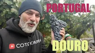 A primeira Vindima da minha vida !