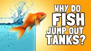 मेरी fish, aquarium से बहार jump कर रही है  Why do fish jump out of Aquariums
