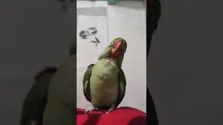 funny parrot #parrot #trending #shorts #shortvideo #love #backyard #birds
