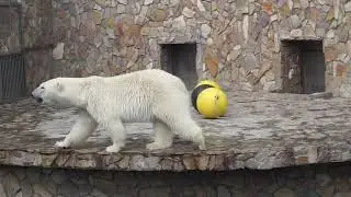 Хищные звери Ленинградского зоопарка. Руссо туристо-52