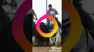Meu esporte e vaquejada e show pai