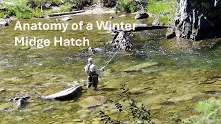 Anatomy of a Winter Midge Hatch: Owyhee, and other NW Rivers