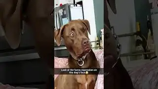 The dog&rsquo;s expression is really funny #funny #funnypets #youtube #pets #funnyanimals #animals