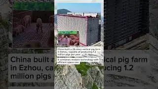 World&rsquo;s Largest Vertical Pig Farm in China