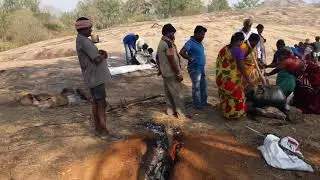 Vanadevi festival in Irular Iruliga tribal areas, food work in Forest krishnamurthyiruliga Ramanagar
