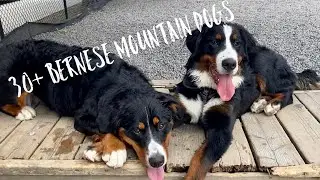 30+ BERNESE MOUNTAIN DOGS - MEET UP