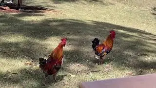 Why did the chicken cross the road? To hangout with other chicken.