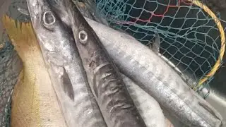 How to clean Sheela fish | Easy fish cleaning at home🐠🏠