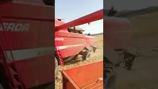 Il nostro grano x la pasta di Morgantina