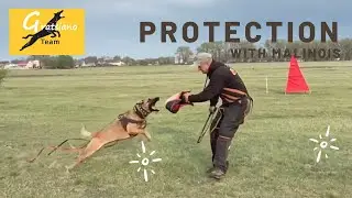 Belgian malinois Protection. Cobra iz Gratsiano - 2.5 years
