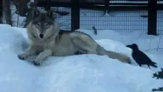 Wolf and Jungle Crow