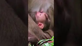 Baby monkey breastfeeding
