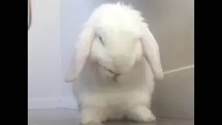 Cutest bunny cleaning his face