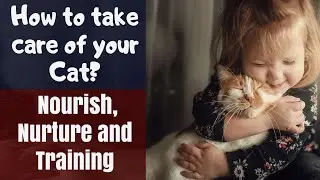How to take care of your Cat: Nourish, Nurture and Training