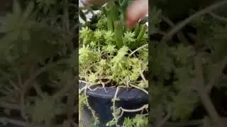 Sedum Tokyo sun. #shorts #sedum #shortvideo #suculentas  #sedumtokyo #eljardinsuculentodealessa