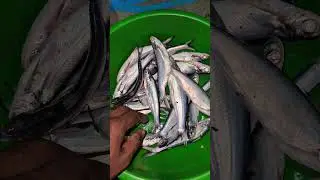 dhingana Machhali #viralreels# Kangana fishing# Machhali ka video