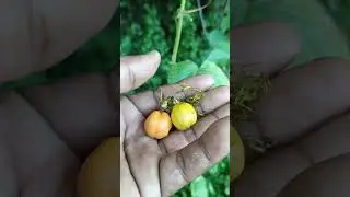 Wild Passion Fruit - Passiflora foetida #fruit #bush #wild #nature #food #villagelife #village