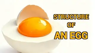 What are the main components of the structure of an egg? | AskNShare | QnA Series 21