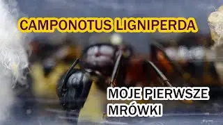 Mr&oacute;wki w domu - CAMPONOTUS LIGNIPERDA - moja pierwsza kolonia mr&oacute;wek