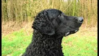 Just a curly coat retriever