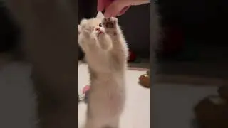 Kitty vs Hand! 🐾😂#KittyPlaytime #CuteCats #FunnyCats #CatLovers#AdorableCats #CatVideos #CatShorts