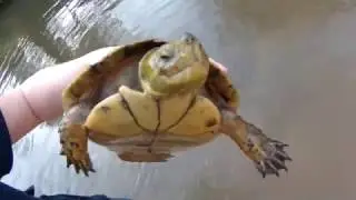 Stupidly Shallow River Kayaking and Turtle Catching Part 1 of 2