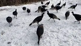 &ldquo;Wild&rdquo; Turkeys