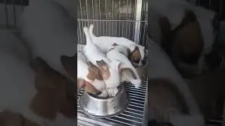 very hungry puppies very fast to eat dog food