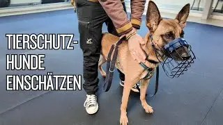 Tierschutzhund zieht ein: Verhalten richtig Einschätzen