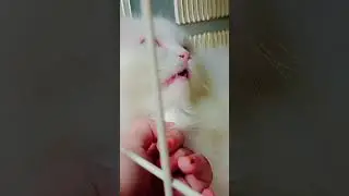 Cat Love Story with #Tere Naam Vibes ❤️🎶 #Shorts#AnyOreo cats#billi#mewo#funnycats