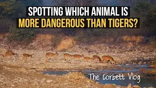 Corbett Tiger Reserve Safari and Jungle Walk | Aahana Resorts