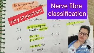 Nerve fibre classification