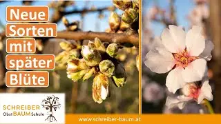 13 interessante Mandelsorten - eine spannende Frucht! Blüte im Vergleich