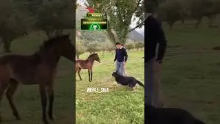 Ислам Махачев и Немецкая Овчарка Его Тренированный Пес #юфс #бокс #самбо #мма #борьба